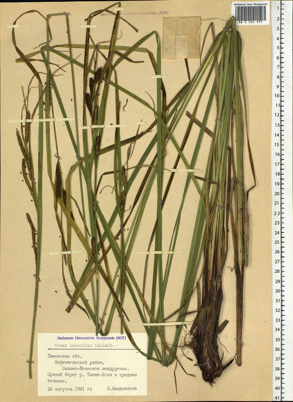 Carex aquatilis Wahlenb., Siberia, Western Siberia (S1) (Russia)