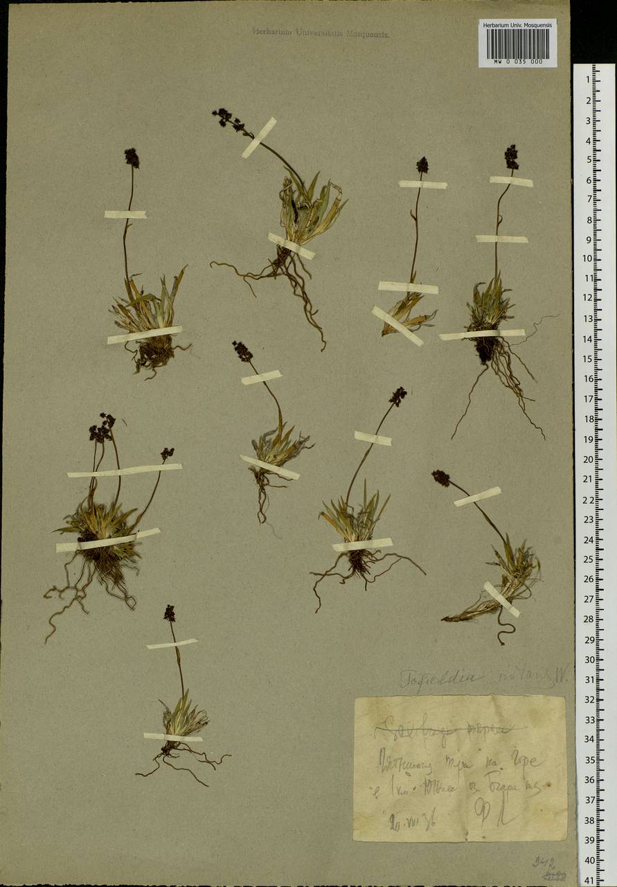 Tofieldia coccinea Richardson, Siberia, Western Siberia (S1) (Russia)