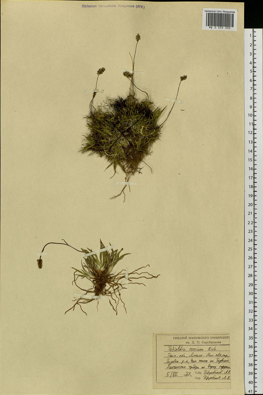 Tofieldia coccinea Richardson, Siberia, Western Siberia (S1) (Russia)