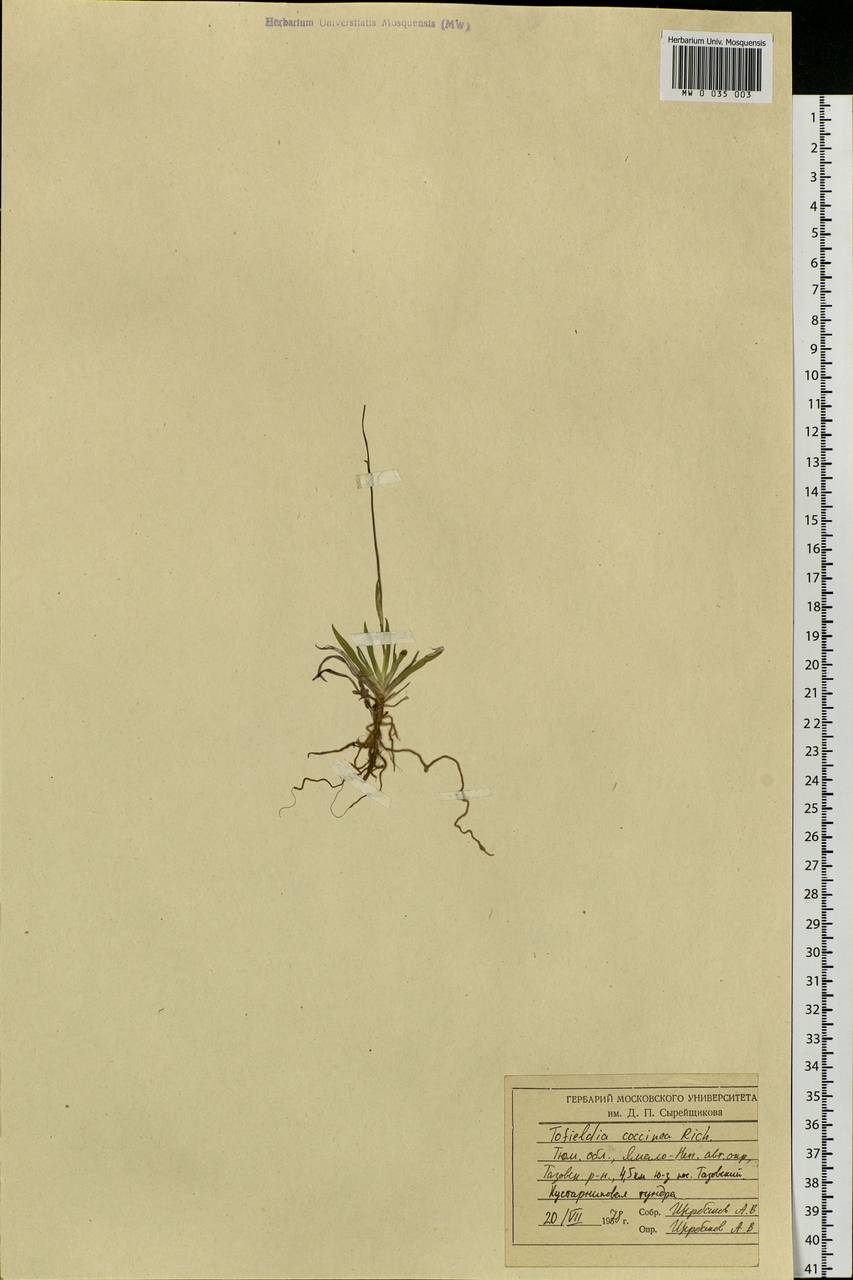 Tofieldia coccinea Richardson, Siberia, Western Siberia (S1) (Russia)