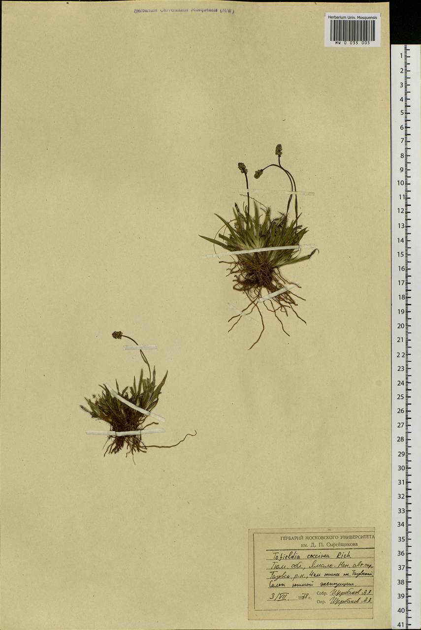 Tofieldia coccinea Richardson, Siberia, Western Siberia (S1) (Russia)