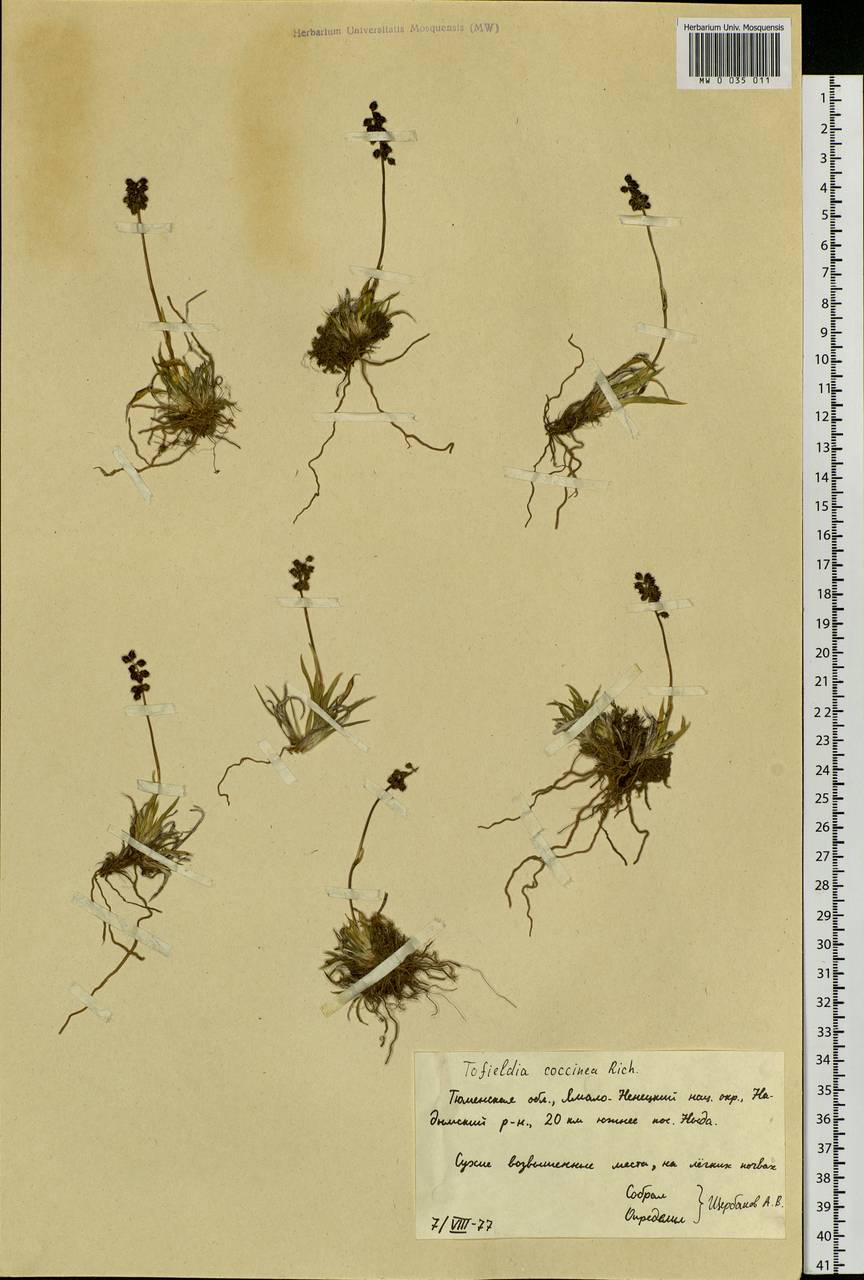 Tofieldia coccinea Richardson, Siberia, Western Siberia (S1) (Russia)