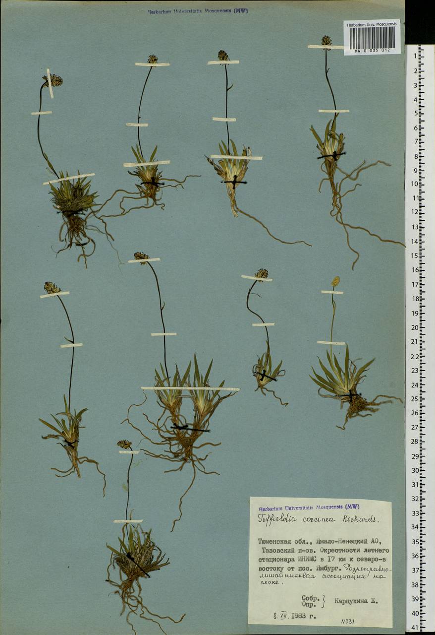 Tofieldia coccinea Richardson, Siberia, Western Siberia (S1) (Russia)