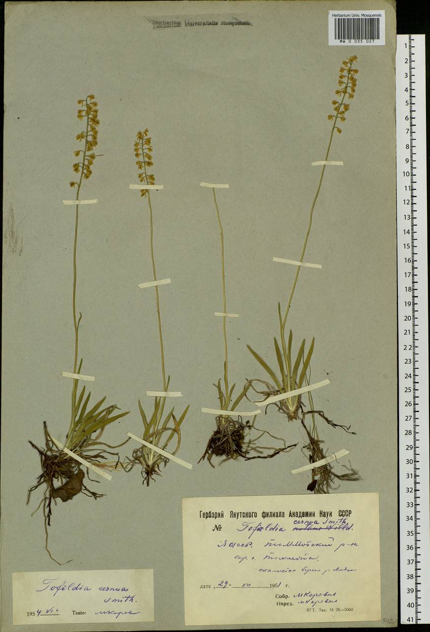 Tofieldia cernua Sm., Siberia, Yakutia (S5) (Russia)