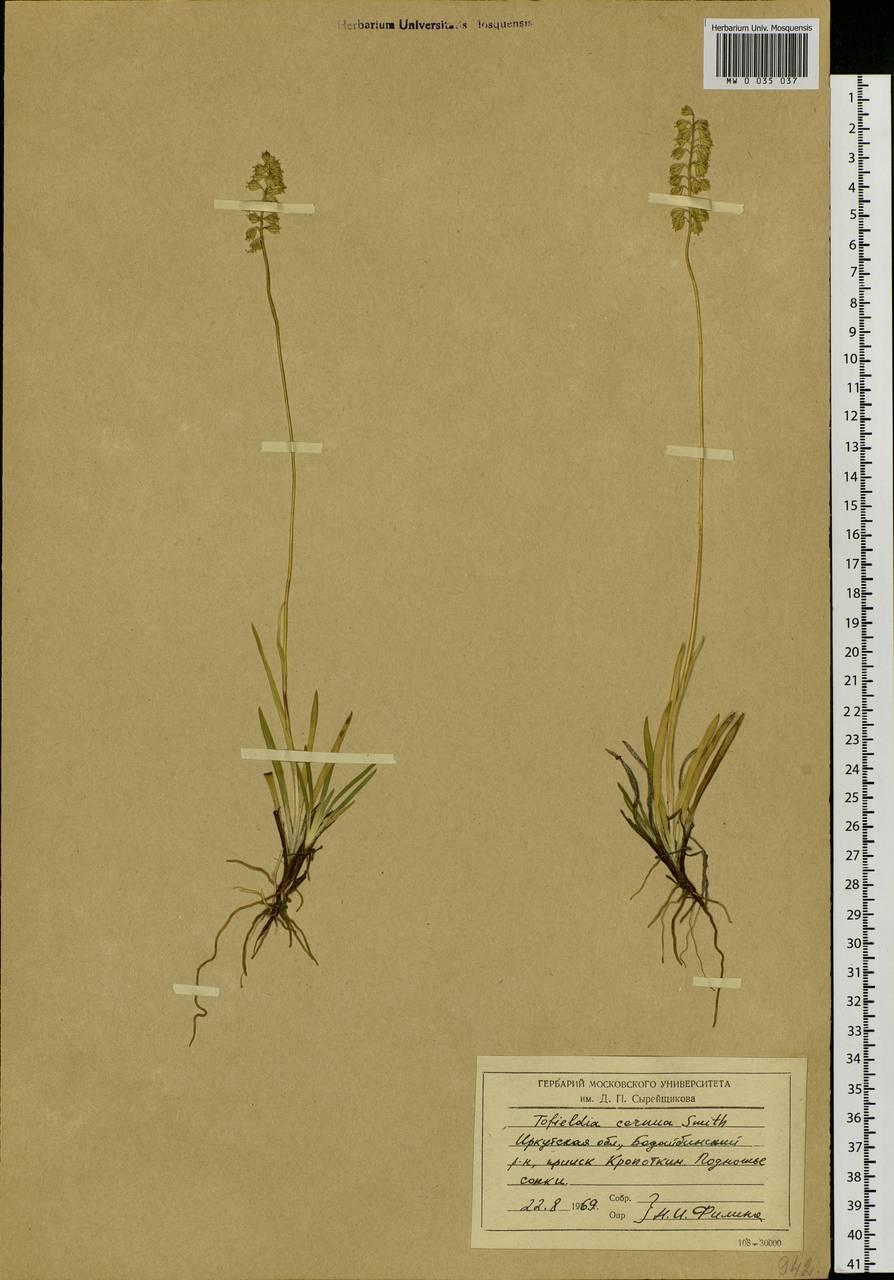 Tofieldia cernua Sm., Siberia, Baikal & Transbaikal region (S4) (Russia)