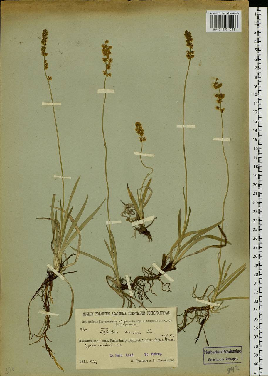 Tofieldia cernua Sm., Siberia, Baikal & Transbaikal region (S4) (Russia)