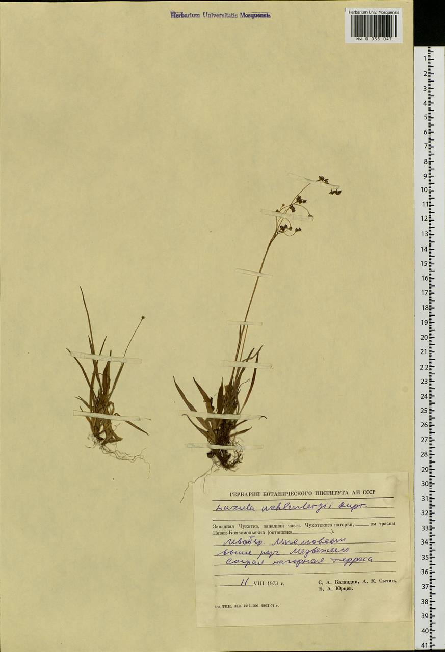 Luzula wahlenbergii Rupr., Siberia, Chukotka & Kamchatka (S7) (Russia)