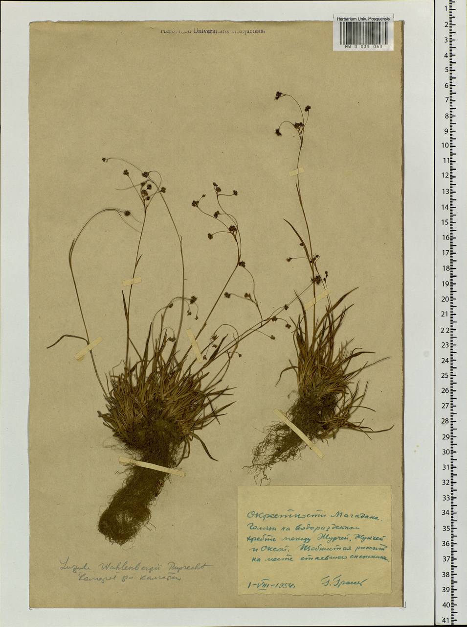 Luzula wahlenbergii Rupr., Siberia, Chukotka & Kamchatka (S7) (Russia)