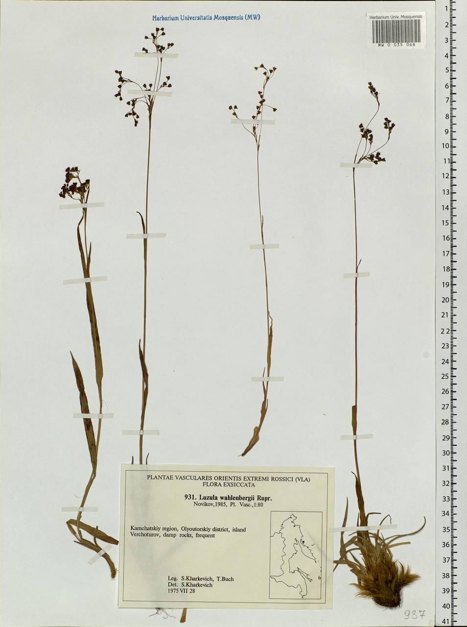 Luzula wahlenbergii Rupr., Siberia, Chukotka & Kamchatka (S7) (Russia)