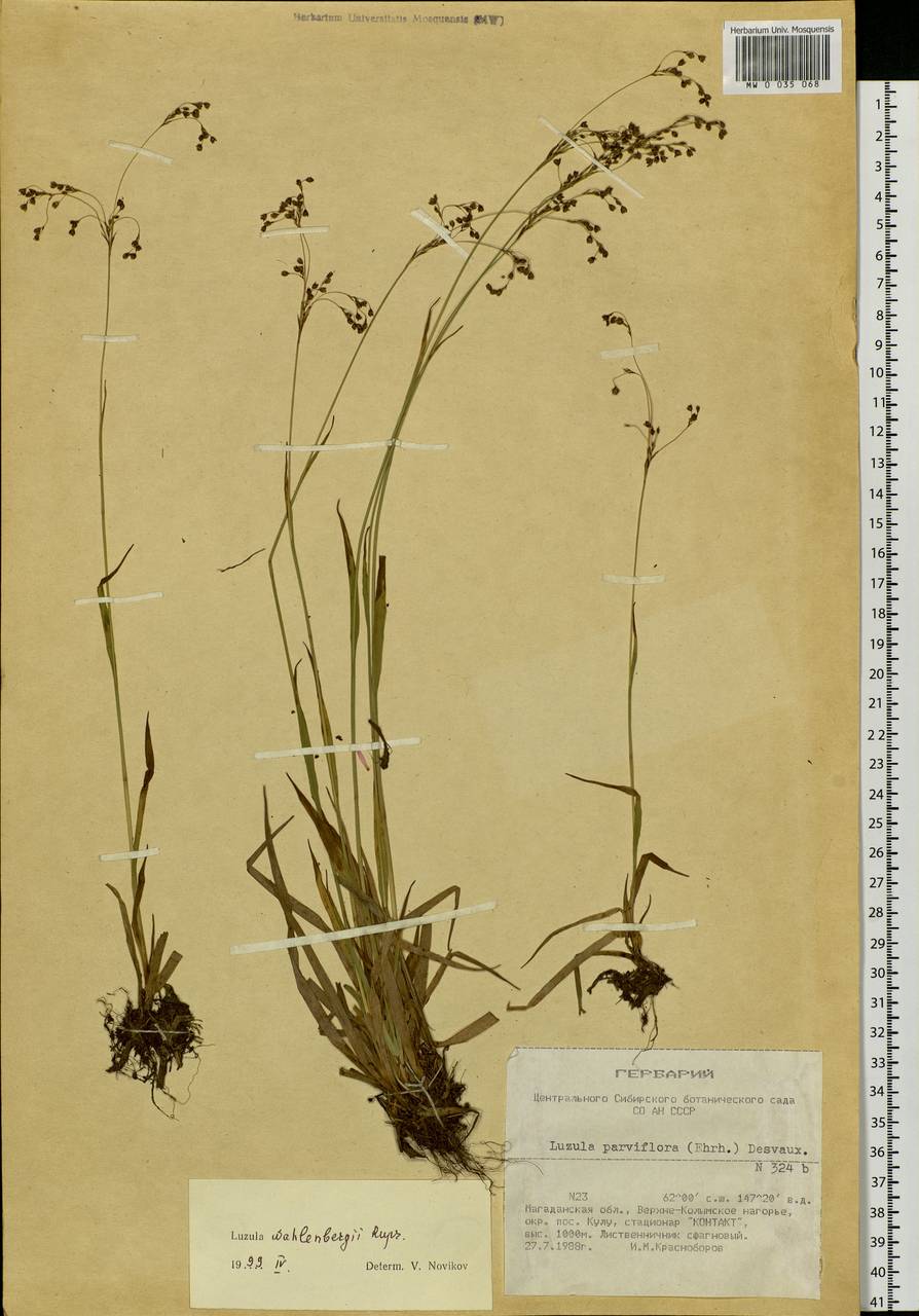 Luzula wahlenbergii Rupr., Siberia, Chukotka & Kamchatka (S7) (Russia)