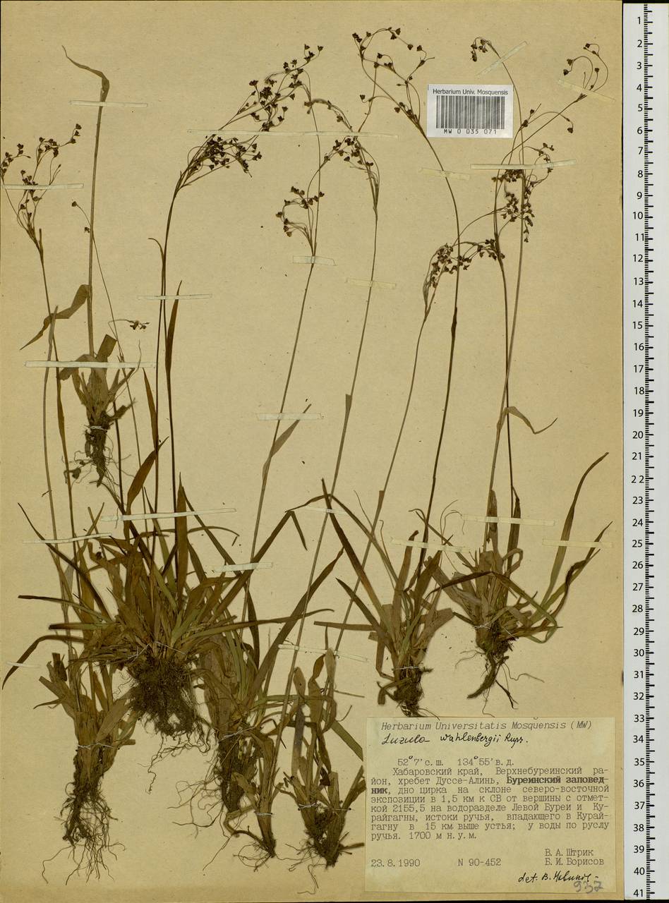 Luzula wahlenbergii Rupr., Siberia, Russian Far East (S6) (Russia)