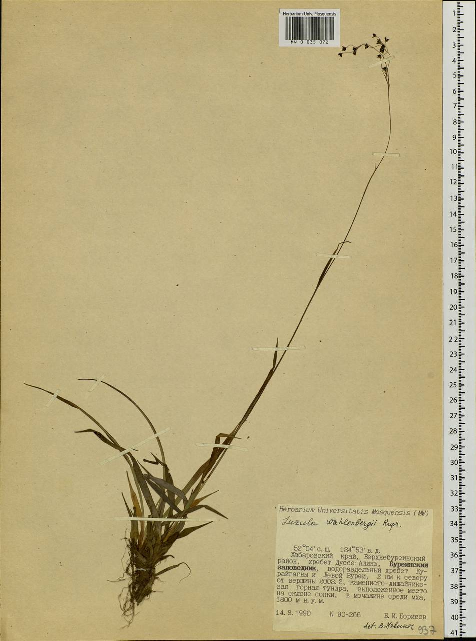 Luzula wahlenbergii Rupr., Siberia, Russian Far East (S6) (Russia)