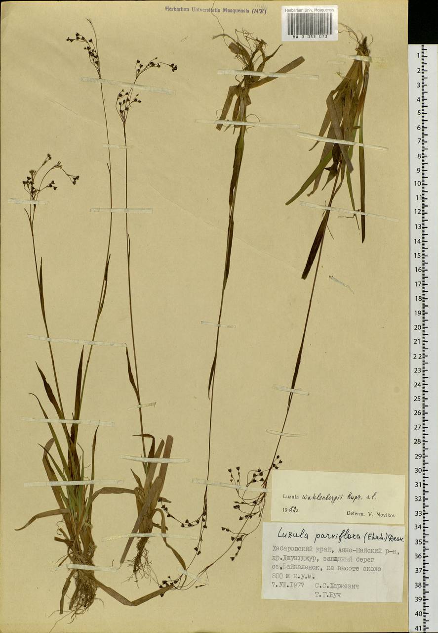 Luzula wahlenbergii Rupr., Siberia, Russian Far East (S6) (Russia)