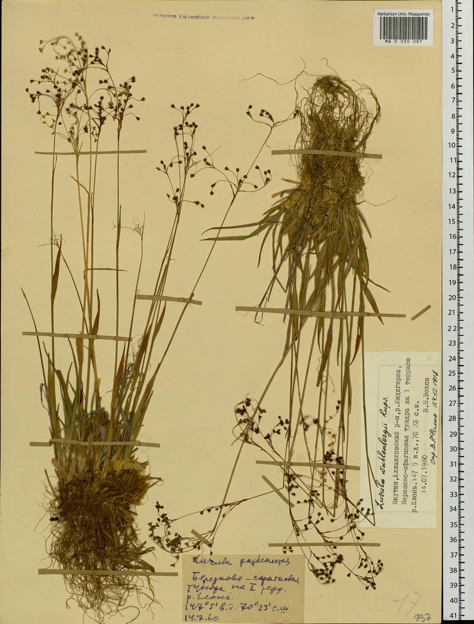 Luzula wahlenbergii Rupr., Siberia, Yakutia (S5) (Russia)