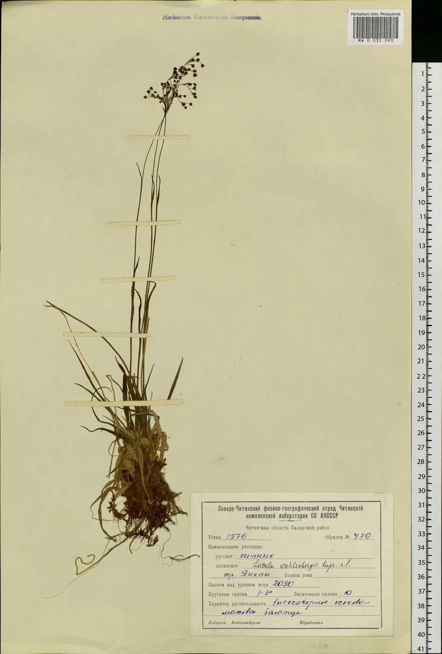 Luzula wahlenbergii Rupr., Siberia, Baikal & Transbaikal region (S4) (Russia)