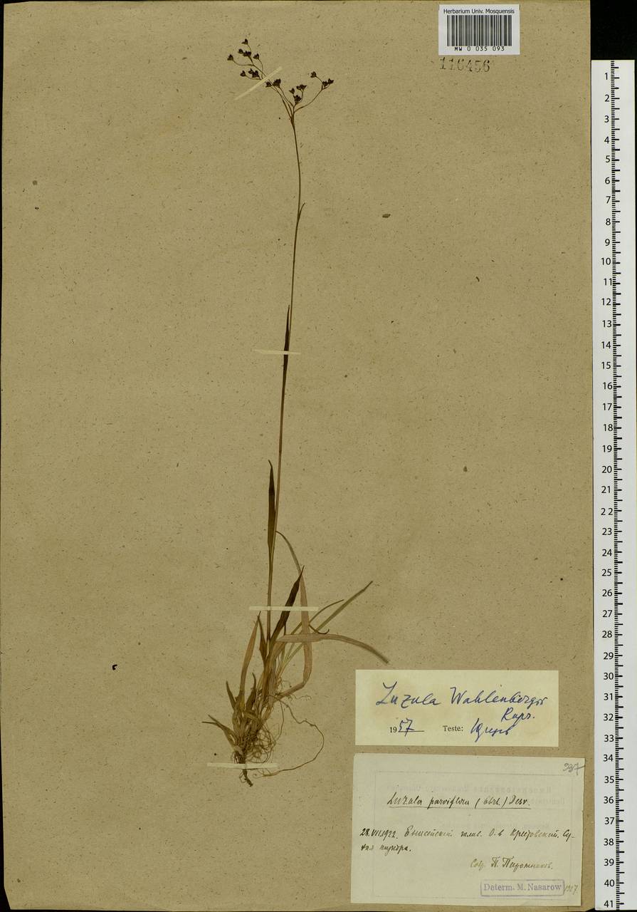 Luzula wahlenbergii Rupr., Siberia, Central Siberia (S3) (Russia)