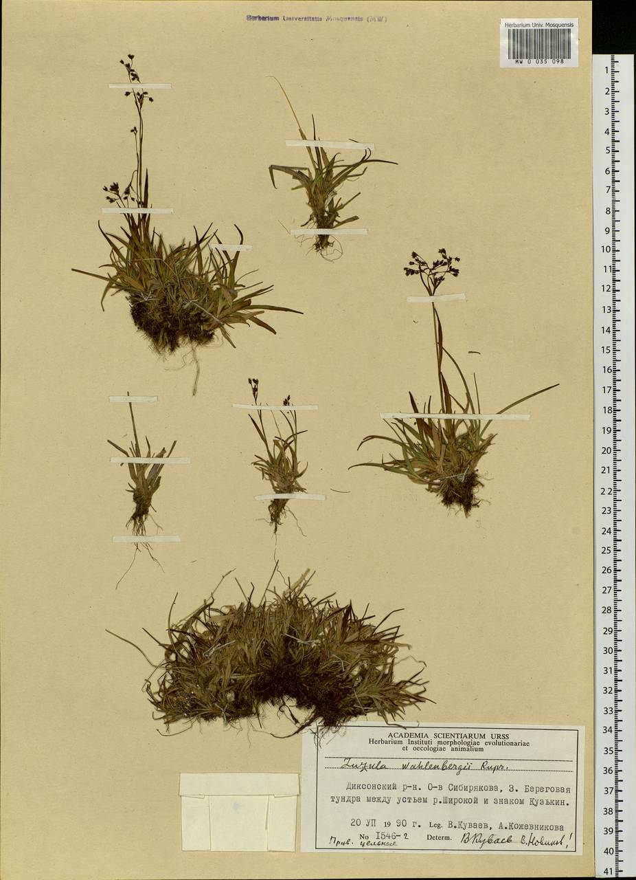 Luzula wahlenbergii Rupr., Siberia, Central Siberia (S3) (Russia)