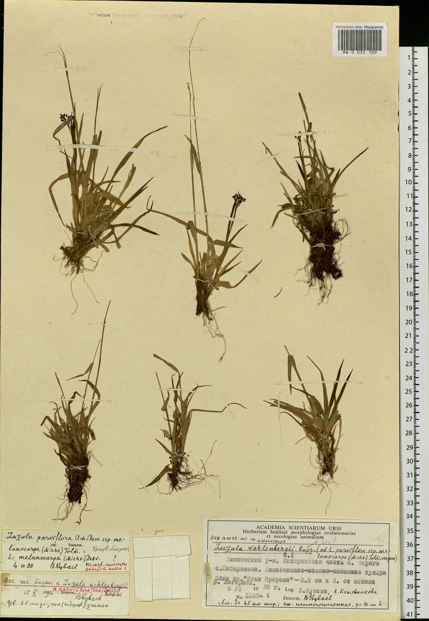 Luzula wahlenbergii Rupr., Siberia, Central Siberia (S3) (Russia)