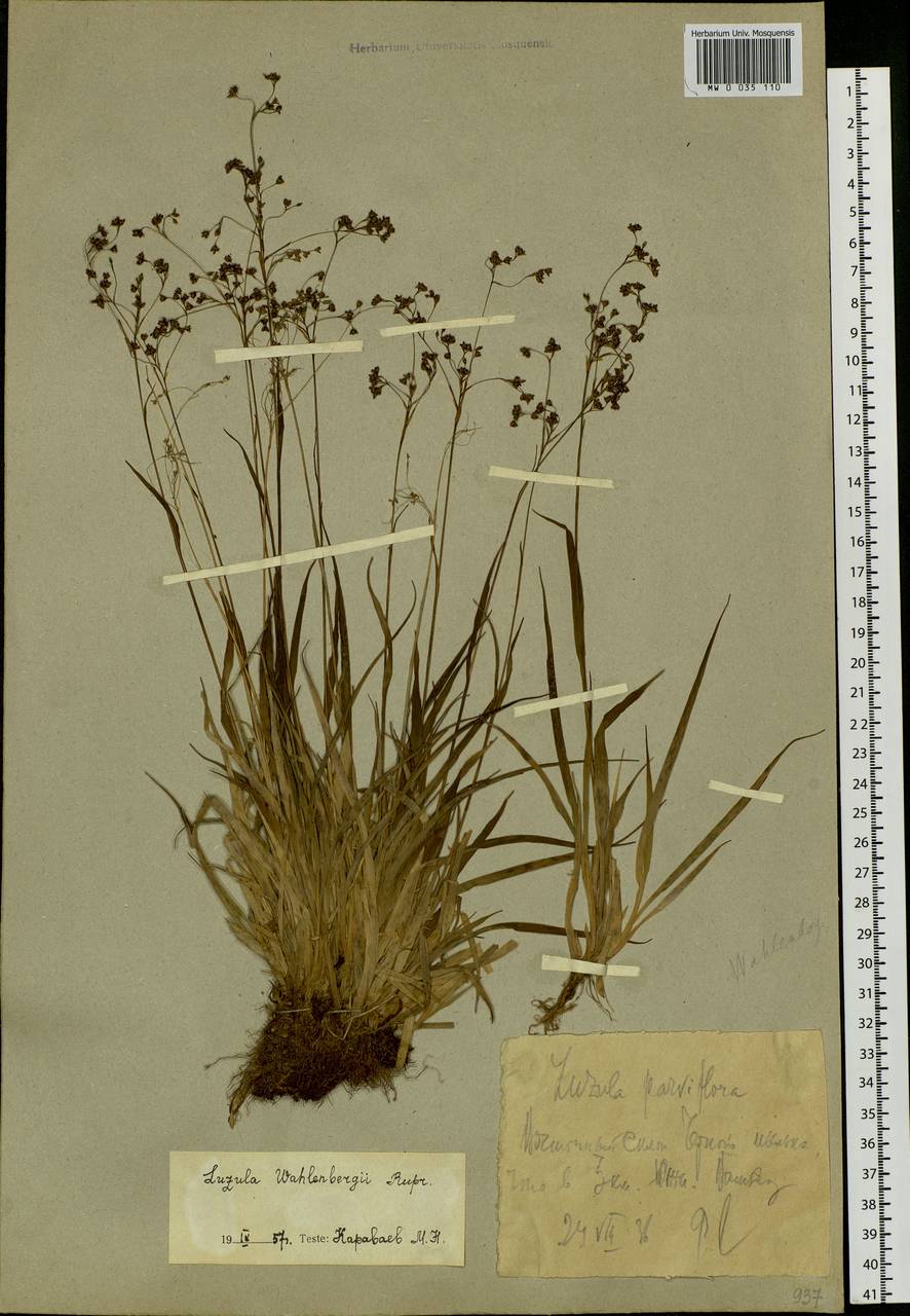 Luzula wahlenbergii Rupr., Eastern Europe, Northern region (E1) (Russia)