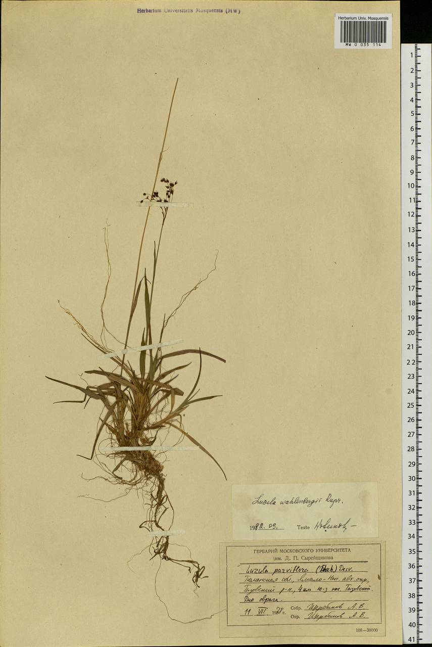Luzula wahlenbergii Rupr., Siberia, Western Siberia (S1) (Russia)