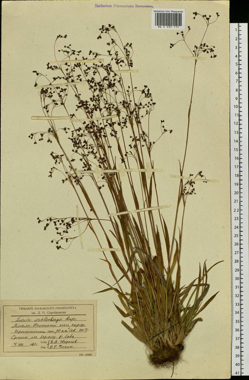 Luzula wahlenbergii Rupr., Siberia, Western Siberia (S1) (Russia)