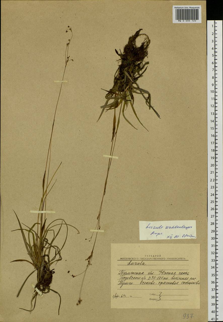 Luzula wahlenbergii Rupr., Siberia, Western Siberia (S1) (Russia)