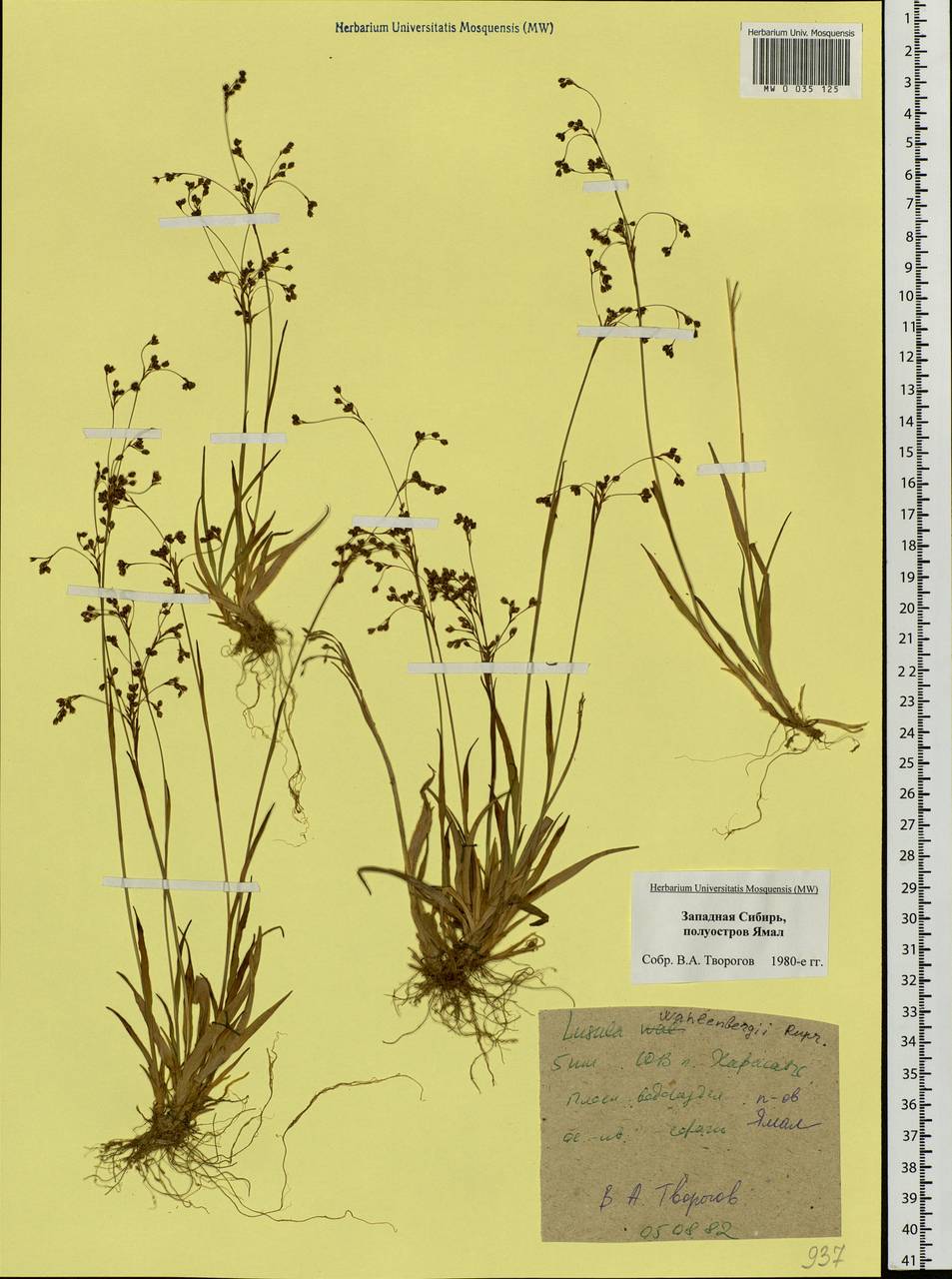 Luzula wahlenbergii Rupr., Siberia, Western Siberia (S1) (Russia)