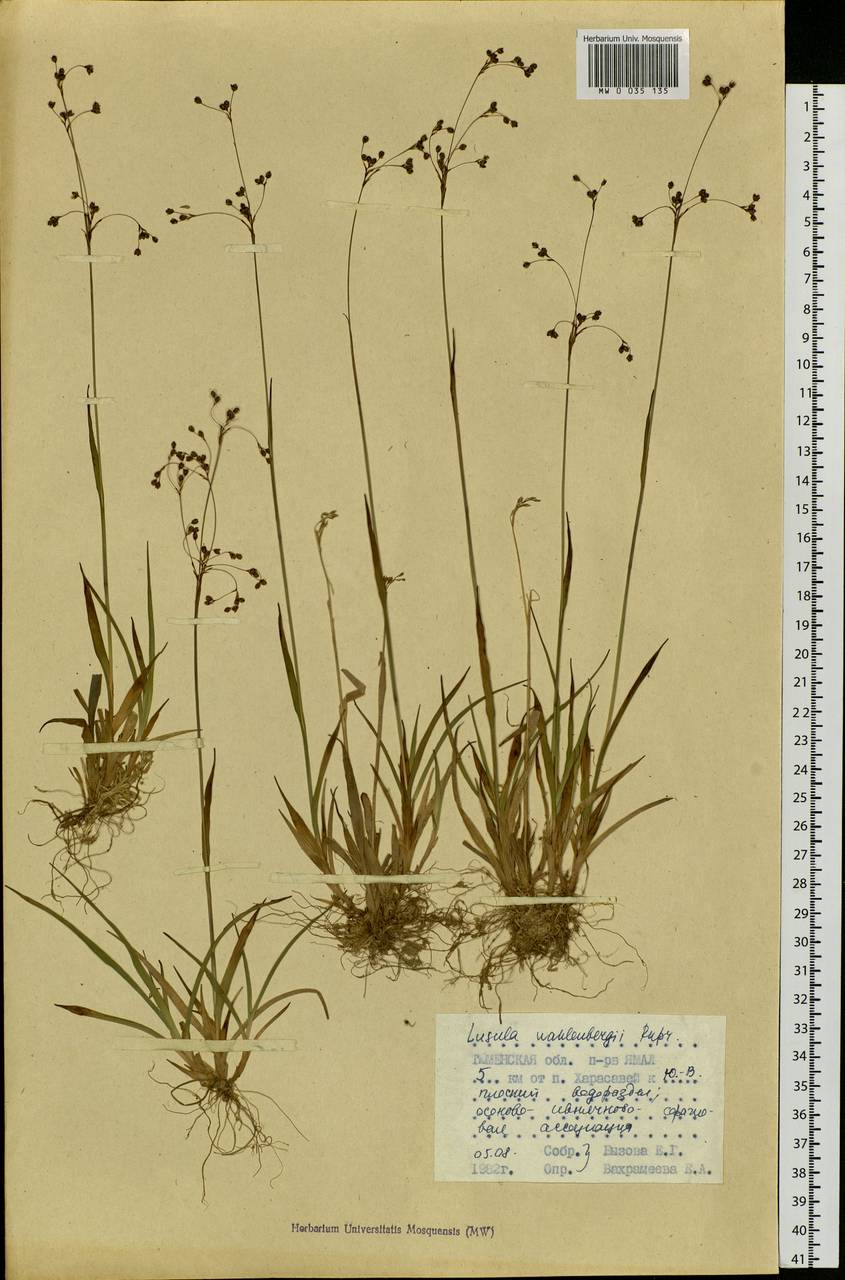 Luzula wahlenbergii Rupr., Siberia, Western Siberia (S1) (Russia)