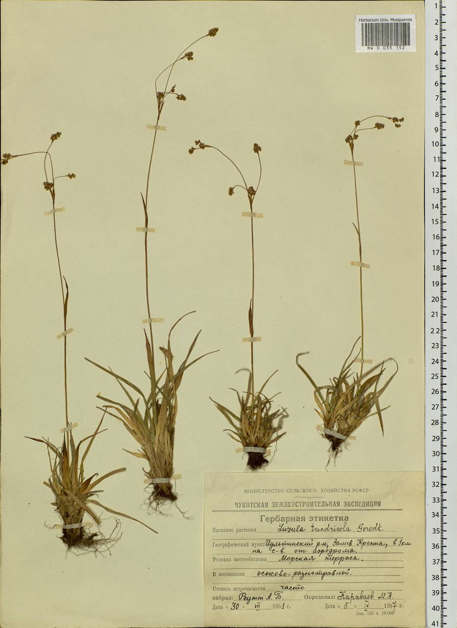 Luzula kjellmaniana Miyabe & Kudô, Siberia, Chukotka & Kamchatka (S7) (Russia)