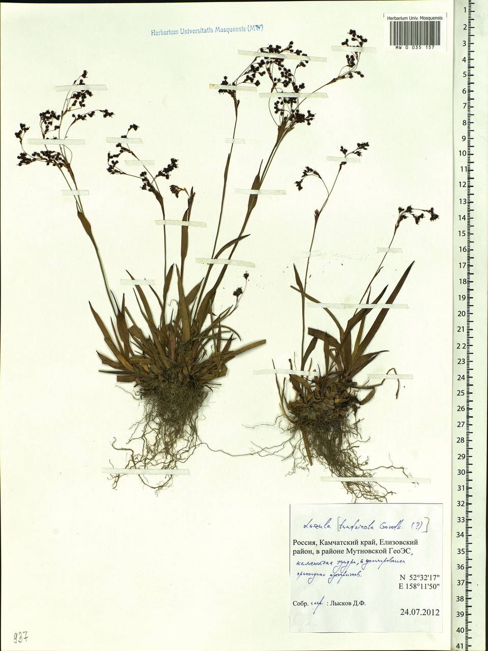 Luzula, Siberia, Chukotka & Kamchatka (S7) (Russia)