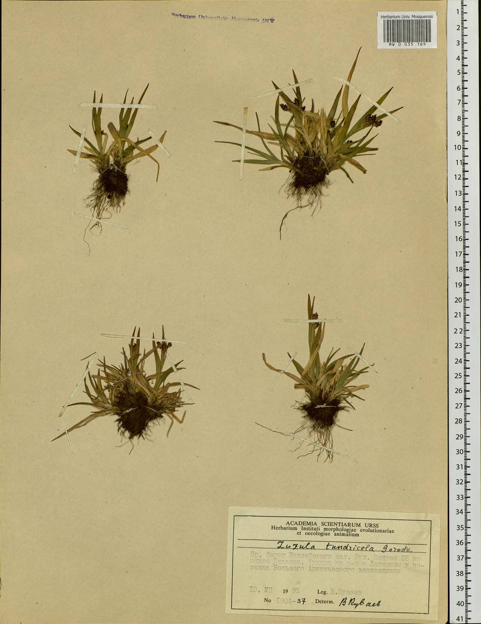 Luzula kjellmaniana Miyabe & Kudô, Siberia, Central Siberia (S3) (Russia)