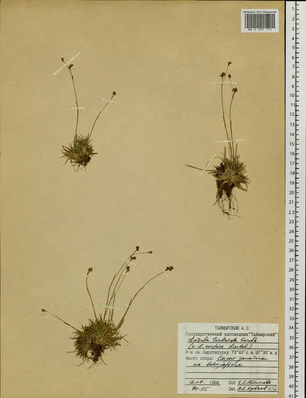 Luzula kjellmaniana Miyabe & Kudô, Siberia, Central Siberia (S3) (Russia)