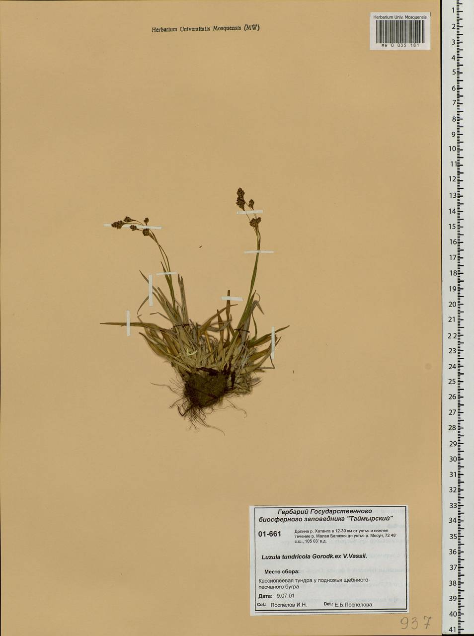Luzula kjellmaniana Miyabe & Kudô, Siberia, Central Siberia (S3) (Russia)