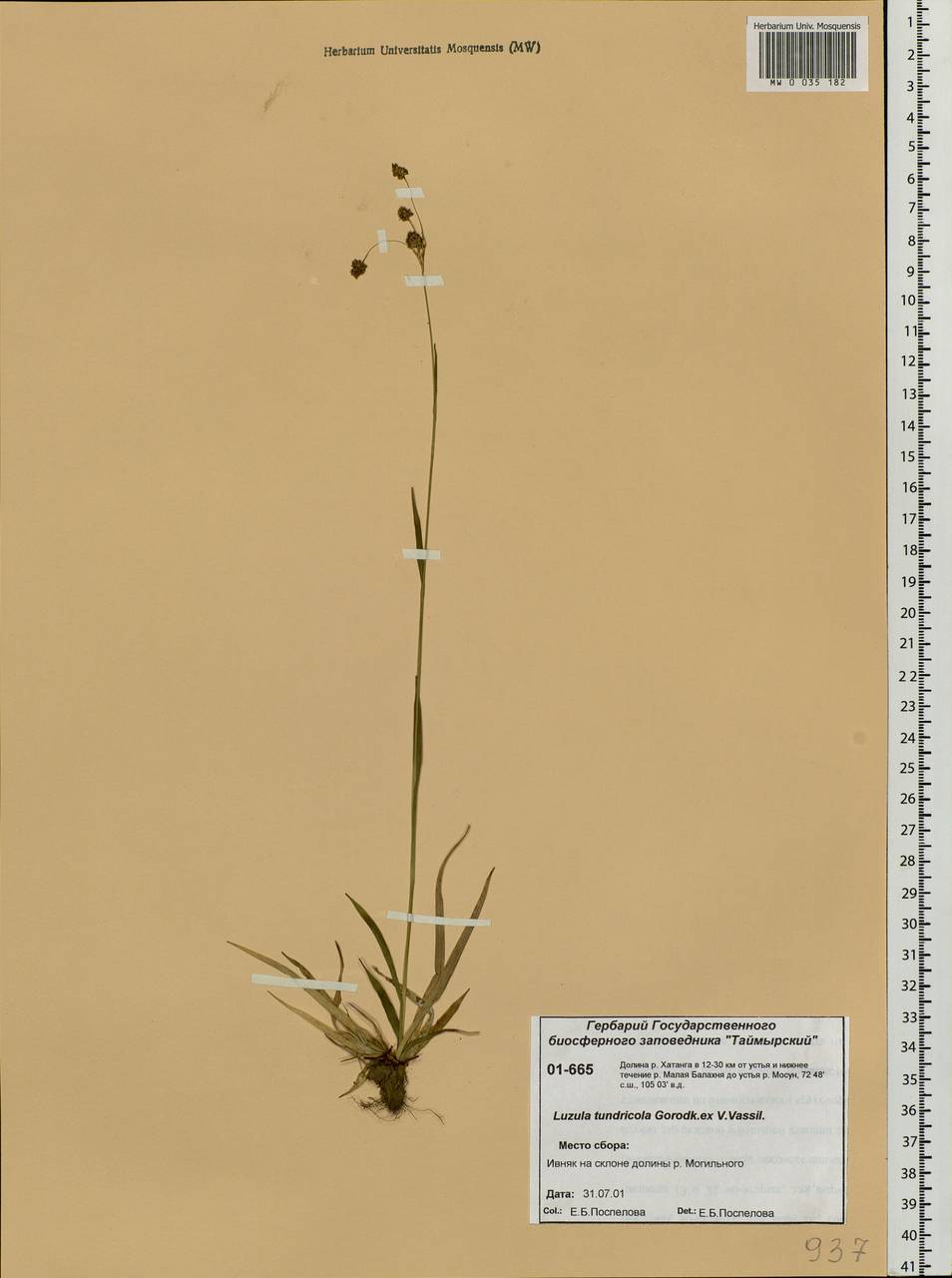 Luzula kjellmaniana Miyabe & Kudô, Siberia, Central Siberia (S3) (Russia)