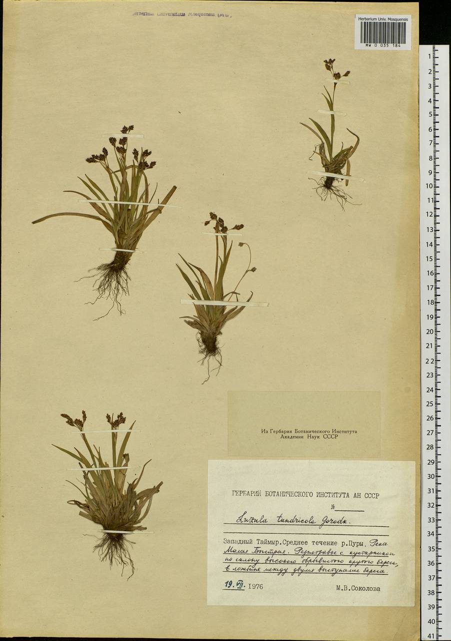 Luzula kjellmaniana Miyabe & Kudô, Siberia, Central Siberia (S3) (Russia)