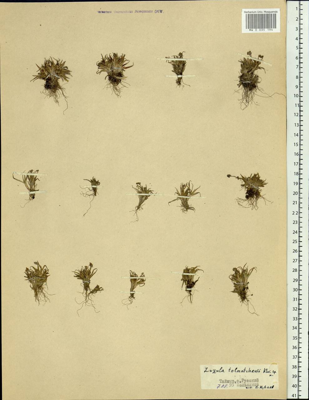 Luzula nivalis (Laest.) Spreng., Siberia, Central Siberia (S3) (Russia)