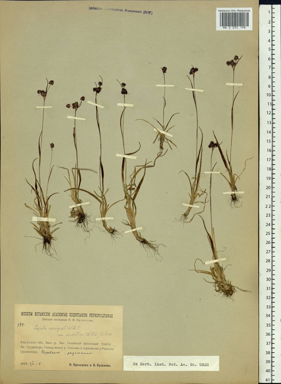 Luzula sudetica (Willd.) Schult., Siberia, Russian Far East (S6) (Russia)