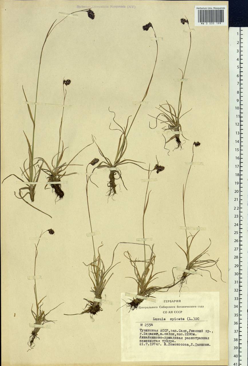 Luzula spicata (L.) DC., Siberia, Altai & Sayany Mountains (S2) (Russia)