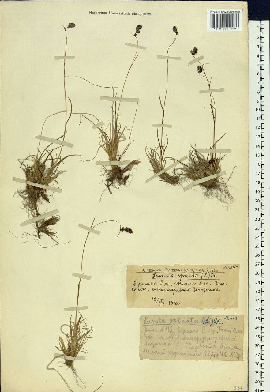 Luzula spicata (L.) DC., Siberia, Altai & Sayany Mountains (S2) (Russia)