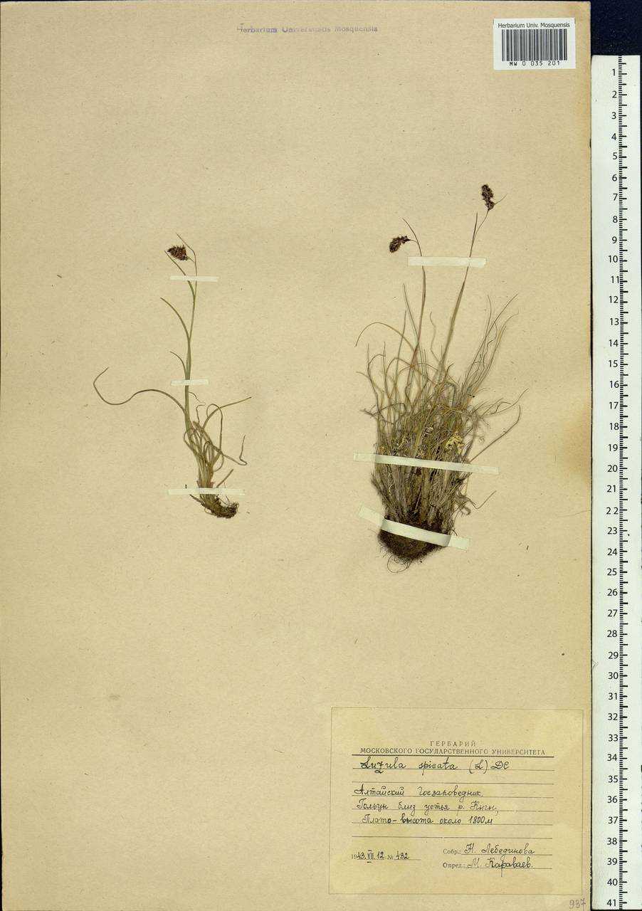 Luzula spicata (L.) DC., Siberia, Altai & Sayany Mountains (S2) (Russia)