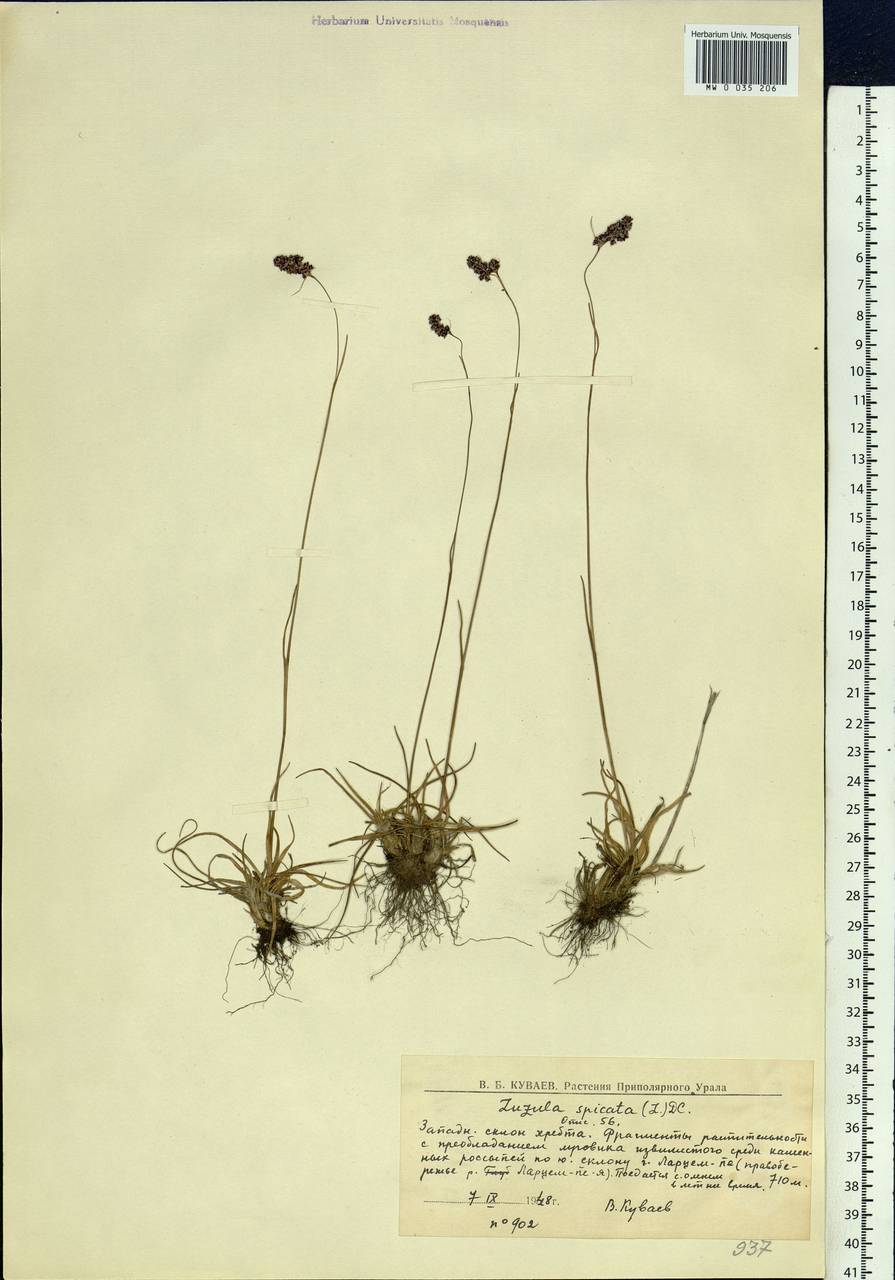 Luzula spicata (L.) DC., Eastern Europe, Northern region (E1) (Russia)