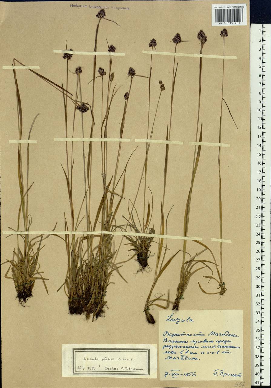 Luzula multiflora subsp. sibirica V.I.Krecz., Siberia, Chukotka & Kamchatka (S7) (Russia)