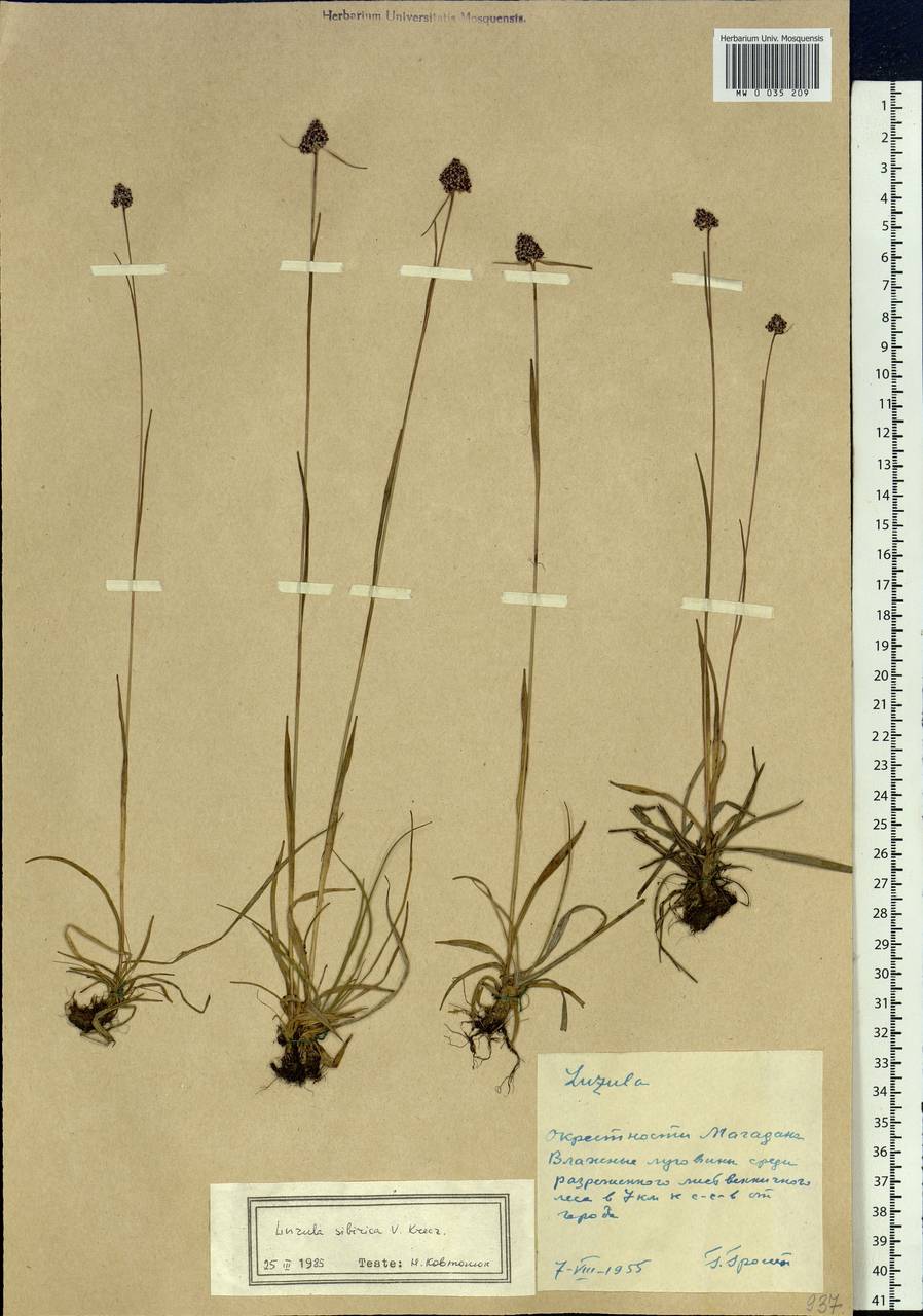 Luzula multiflora subsp. sibirica V.I.Krecz., Siberia, Chukotka & Kamchatka (S7) (Russia)