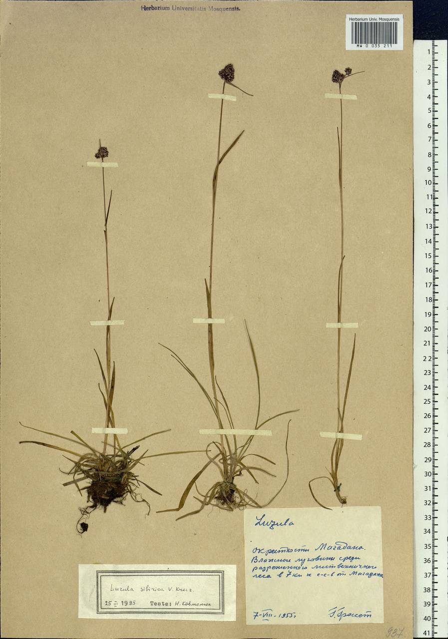 Luzula multiflora subsp. sibirica V.I.Krecz., Siberia, Chukotka & Kamchatka (S7) (Russia)