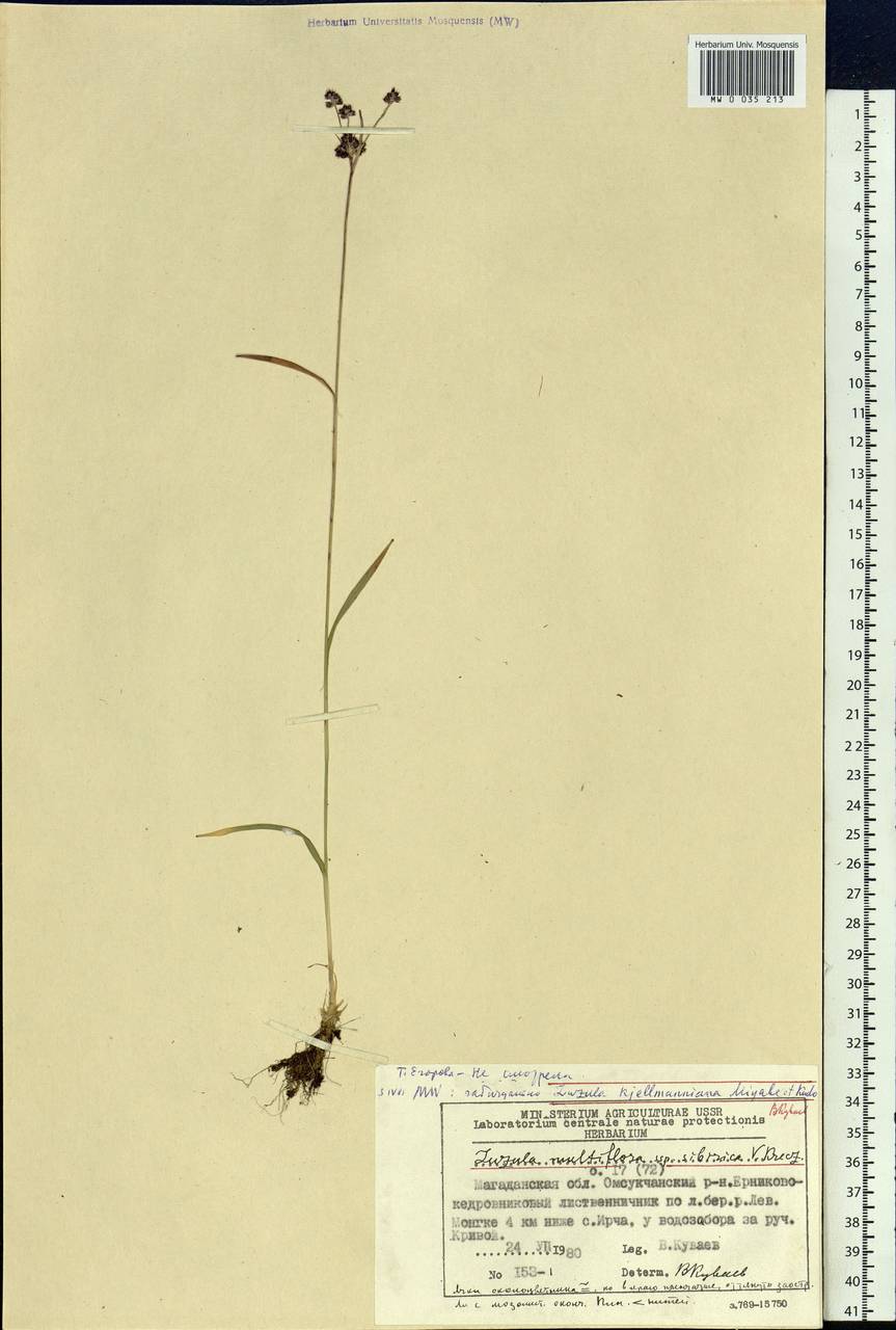 Luzula multiflora subsp. sibirica V.I.Krecz., Siberia, Chukotka & Kamchatka (S7) (Russia)