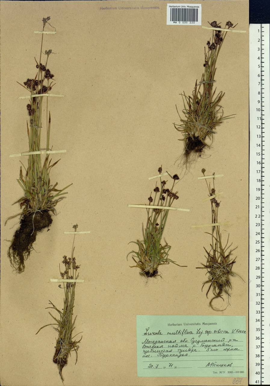 Luzula multiflora subsp. sibirica V.I.Krecz., Siberia, Chukotka & Kamchatka (S7) (Russia)