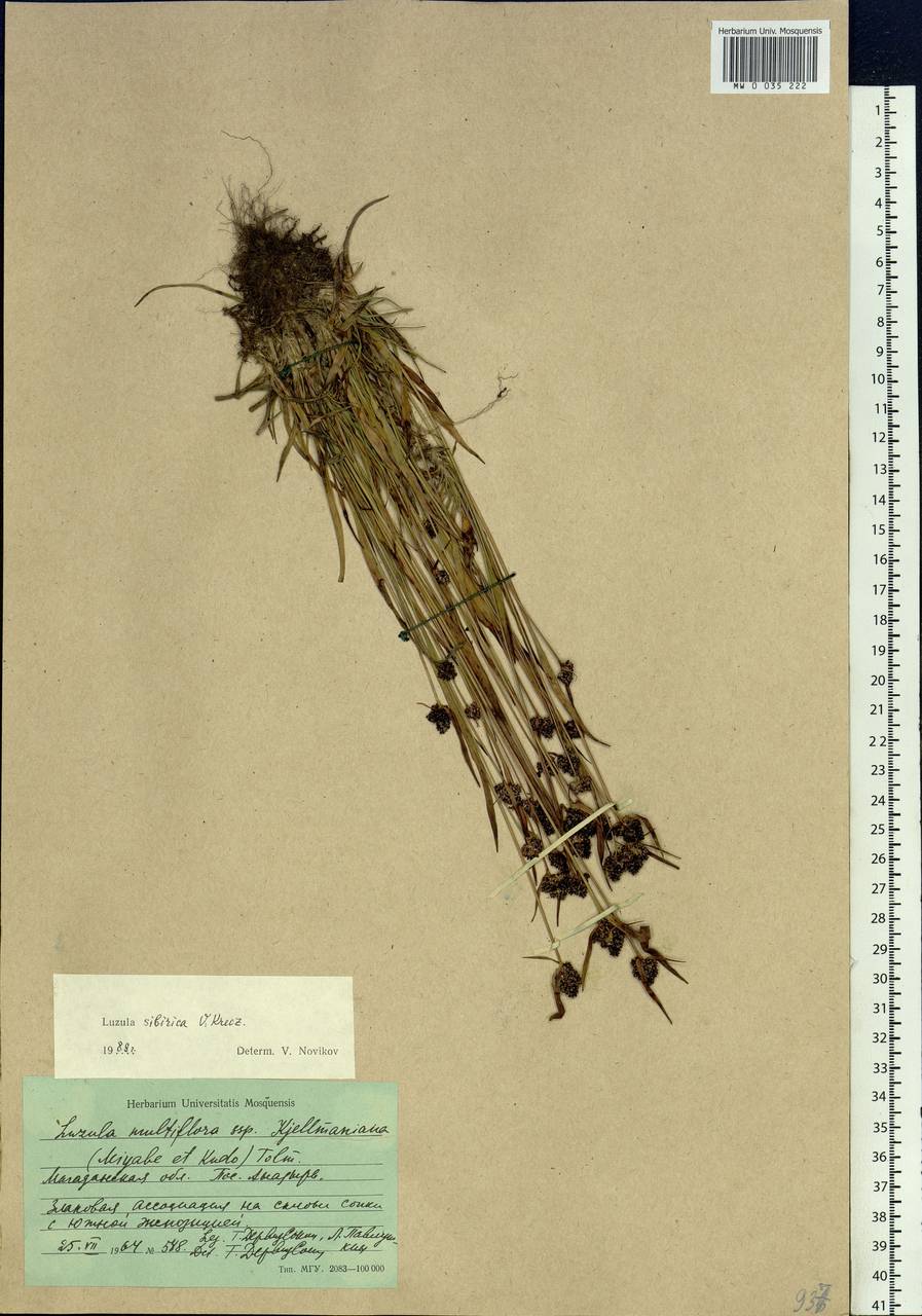 Luzula multiflora subsp. sibirica V.I.Krecz., Siberia, Chukotka & Kamchatka (S7) (Russia)