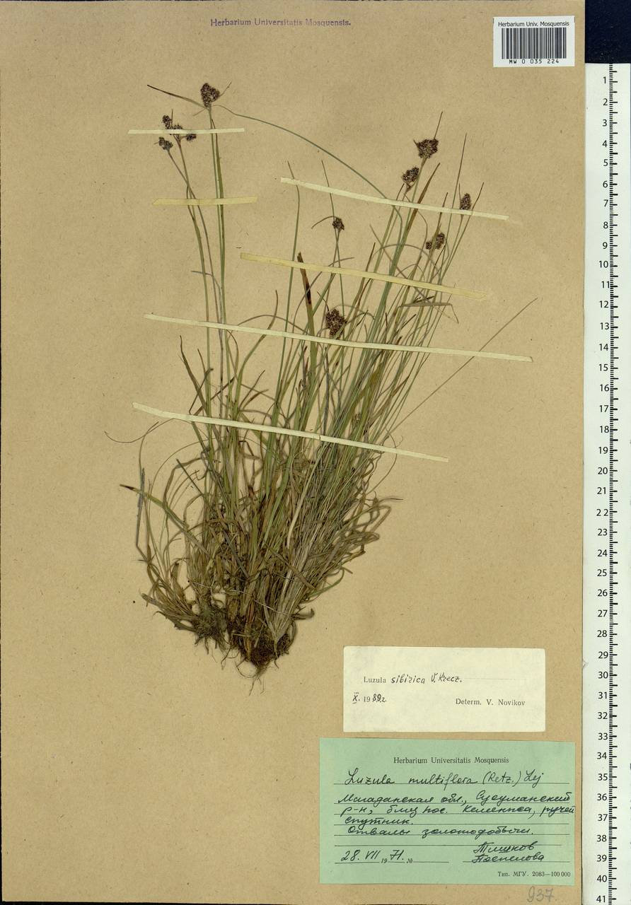 Luzula multiflora subsp. sibirica V.I.Krecz., Siberia, Chukotka & Kamchatka (S7) (Russia)