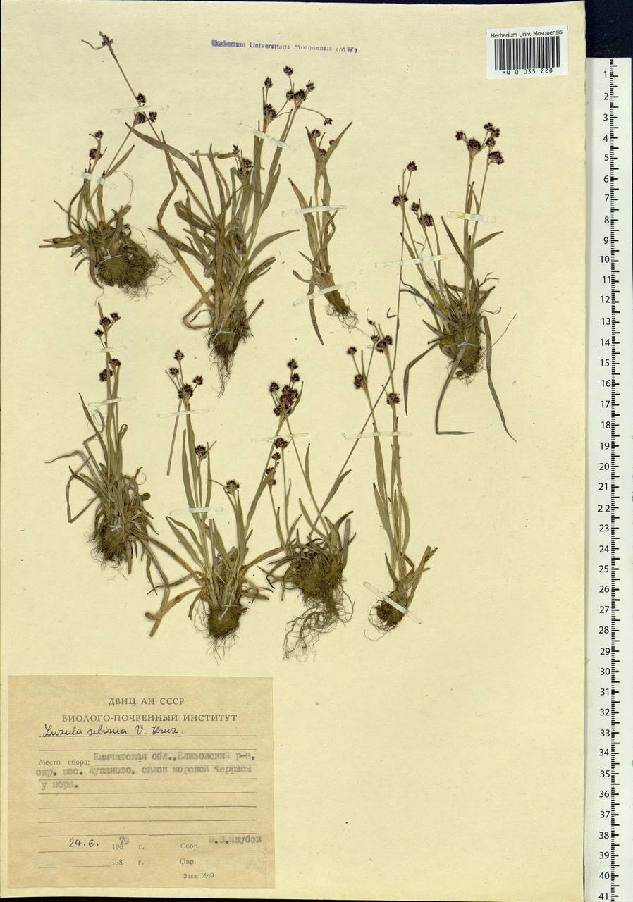 Luzula multiflora subsp. sibirica V.I.Krecz., Siberia, Chukotka & Kamchatka (S7) (Russia)
