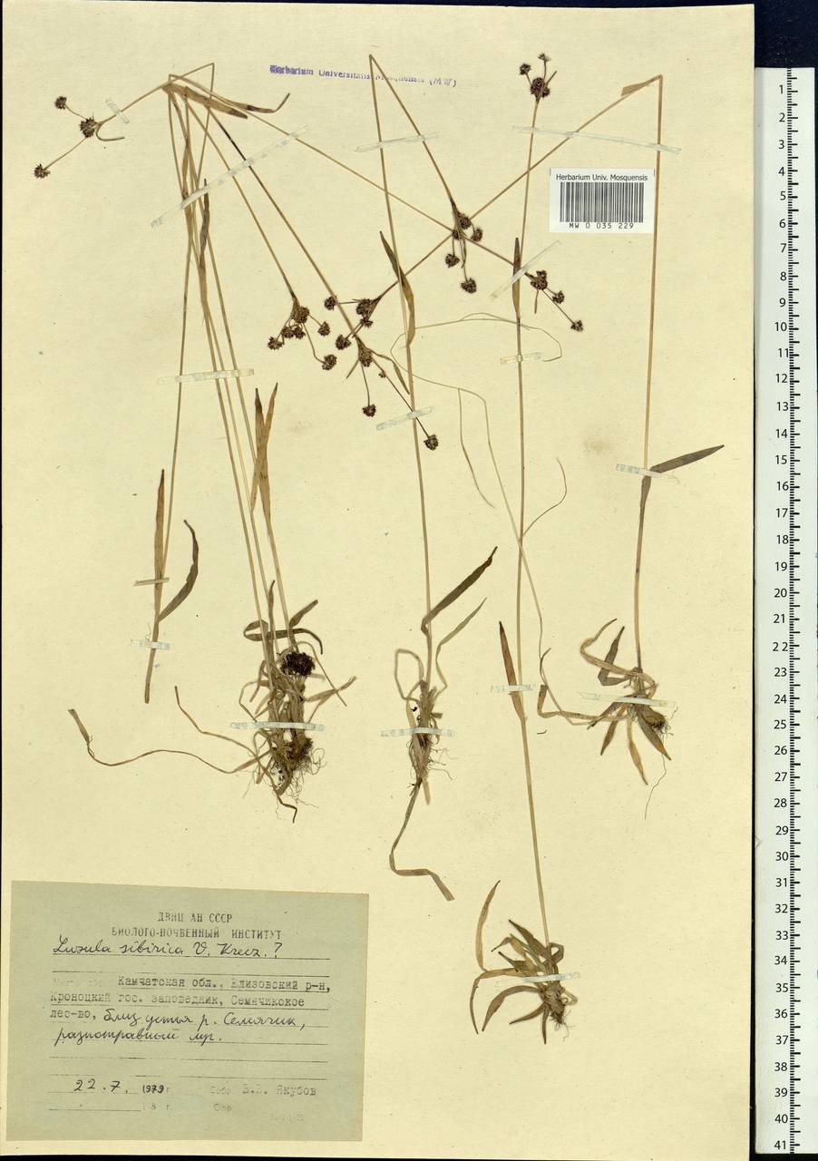 Luzula multiflora subsp. sibirica V.I.Krecz., Siberia, Chukotka & Kamchatka (S7) (Russia)